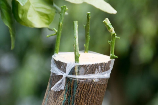 接穗怎么保存(图2)