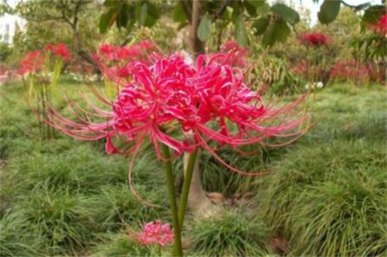 彼岸花的寓意是什么（图）(图3)