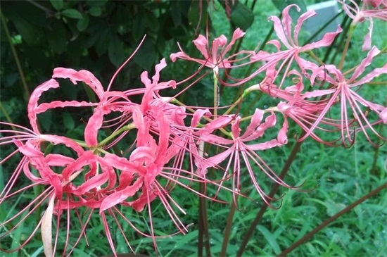 彼岸花为什么不能养(图)(图2)