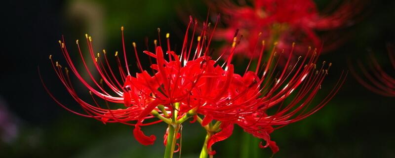 彼岸花为什么不能养(图)(图1)