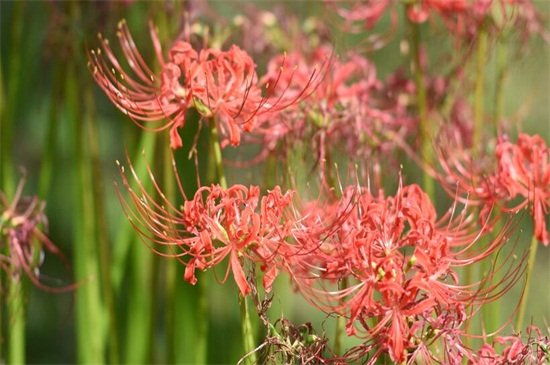 彼岸花为什么不能养(图)(图3)