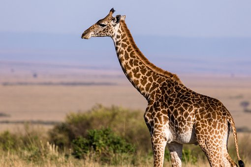 giraffe-6378717__340.jpg