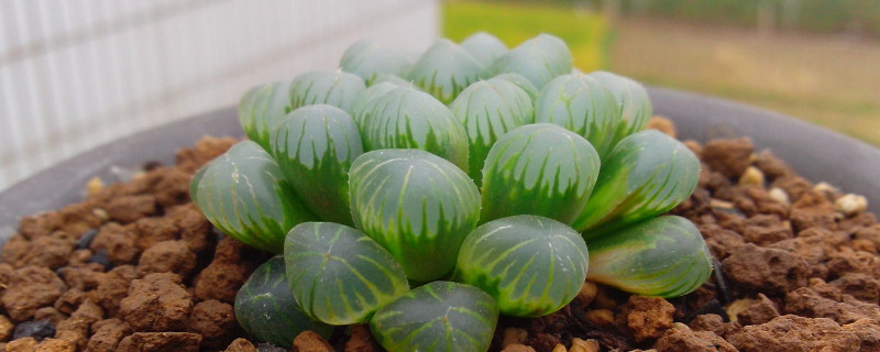 姬玉露怎么养(图1)