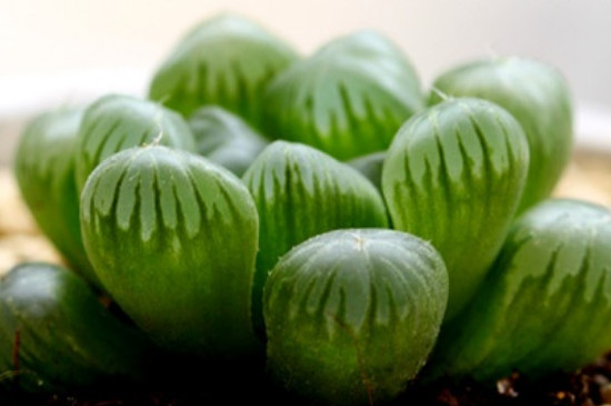 姬玉露怎么养(图2)