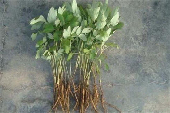 牡丹种植方法和时间(图3)