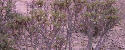 ​牡丹种植方法和时间