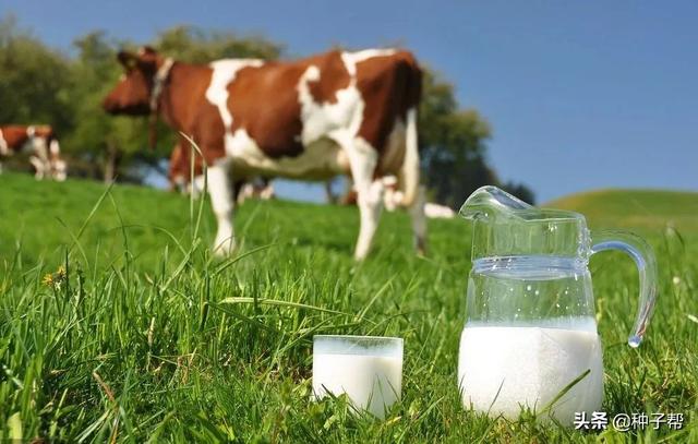 牧草种植方法和选择(关于牧草你了解多少)(1)