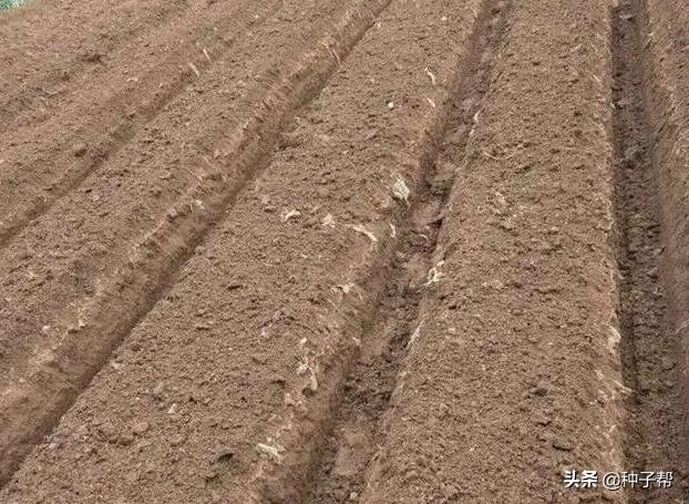 牧草种植方法和选择(关于牧草你了解多少)(4)