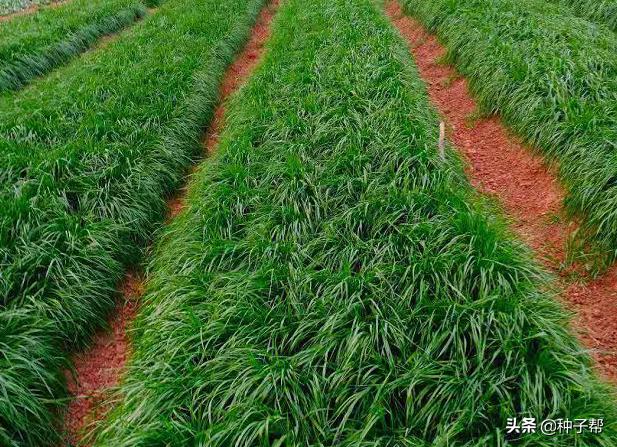 牧草种植方法和选择(关于牧草你了解多少)(2)