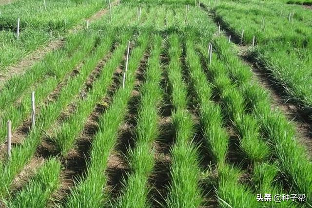 牧草种植方法和选择(关于牧草你了解多少)(5)