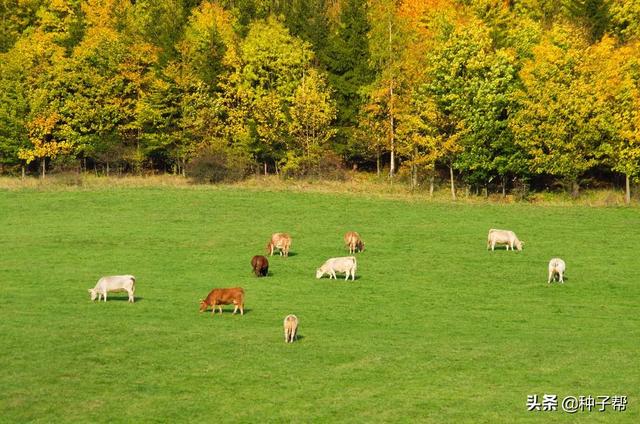 牧草种植方法和选择(关于牧草你了解多少)(6)