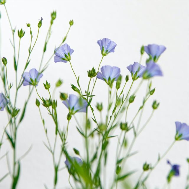 白俄罗斯和俄罗斯区别在哪（白俄罗斯与俄罗斯是什么关系）(4)