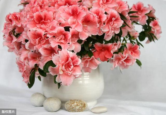 所有城市的市花分别是什么(值得收藏我国各市市花)(15)