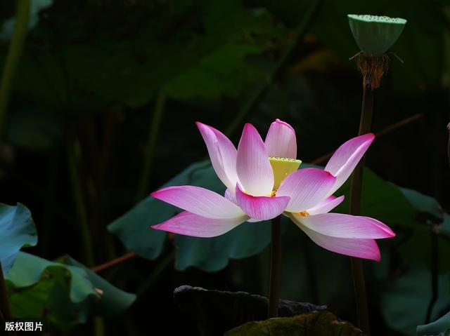 所有城市的市花分别是什么(值得收藏我国各市市花)(6)