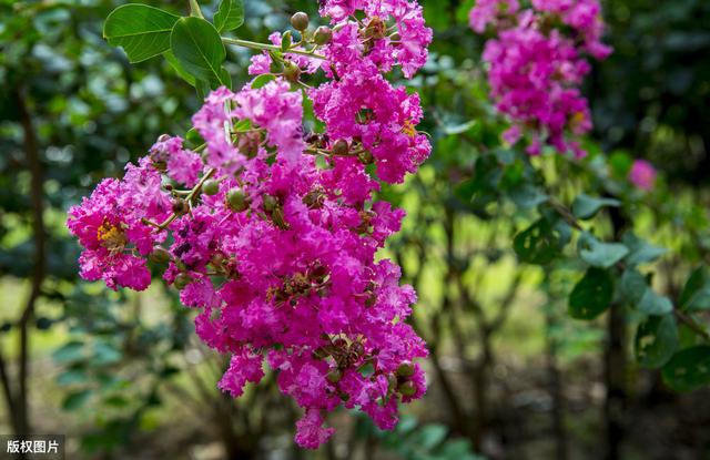 所有城市的市花分别是什么(值得收藏我国各市市花)(23)