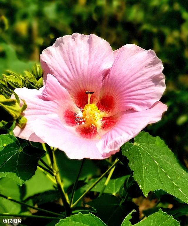 所有城市的市花分别是什么(值得收藏我国各市市花)(34)