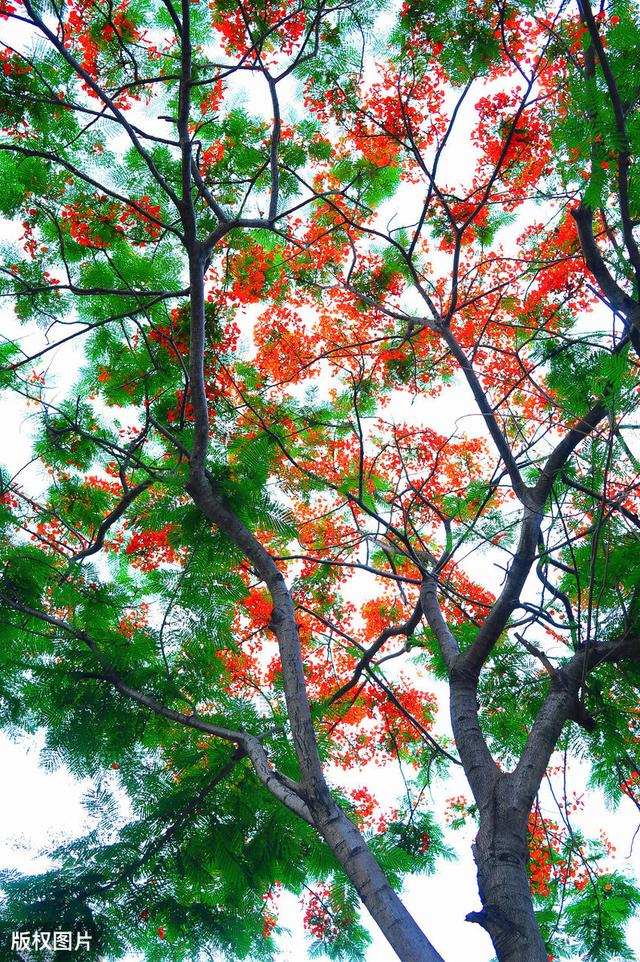 所有城市的市花分别是什么(值得收藏我国各市市花)(43)