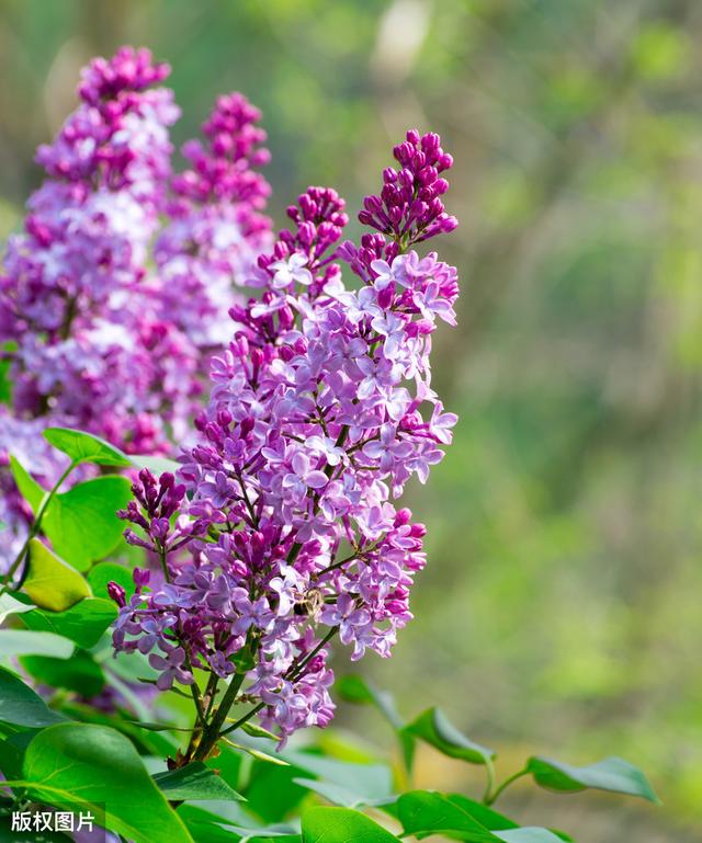 所有城市的市花分别是什么(值得收藏我国各市市花)(11)