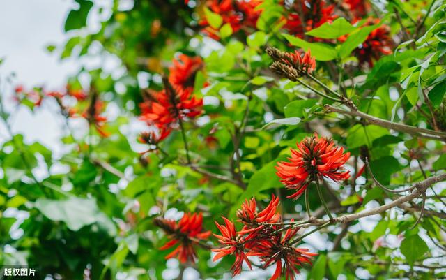 所有城市的市花分别是什么(值得收藏我国各市市花)(27)