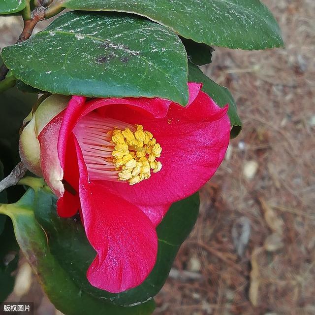 所有城市的市花分别是什么(值得收藏我国各市市花)(7)