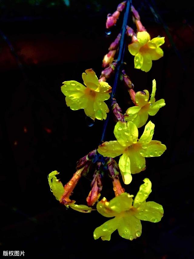 所有城市的市花分别是什么(值得收藏我国各市市花)(22)