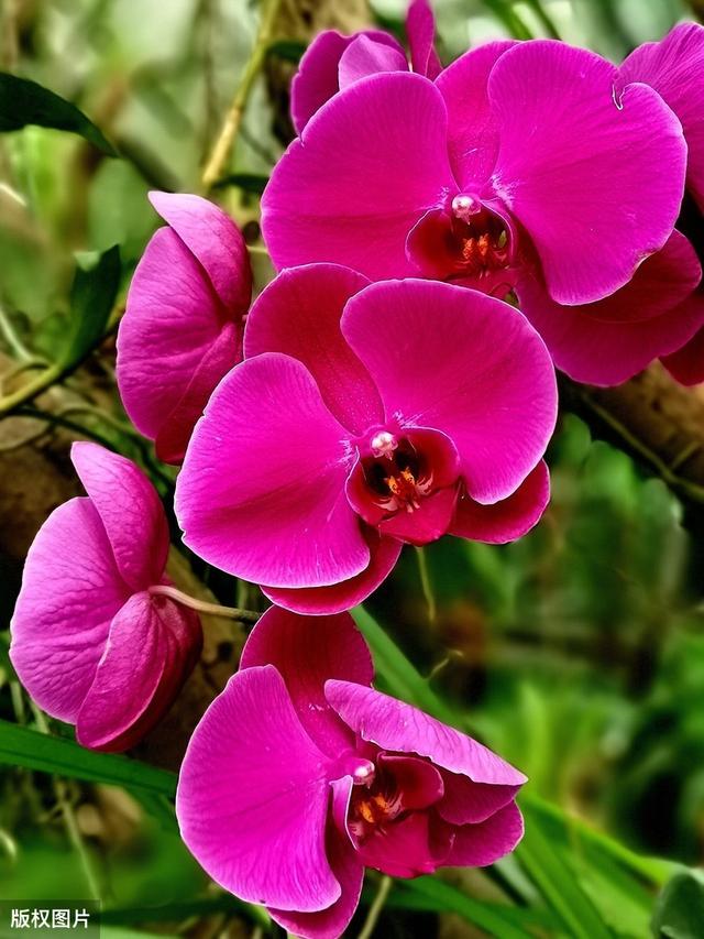 所有城市的市花分别是什么(值得收藏我国各市市花)(45)