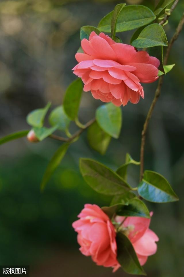 所有城市的市花分别是什么(值得收藏我国各市市花)(3)