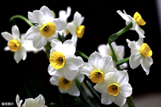 所有城市的市花分别是什么(值得收藏我国各市市花)(28)