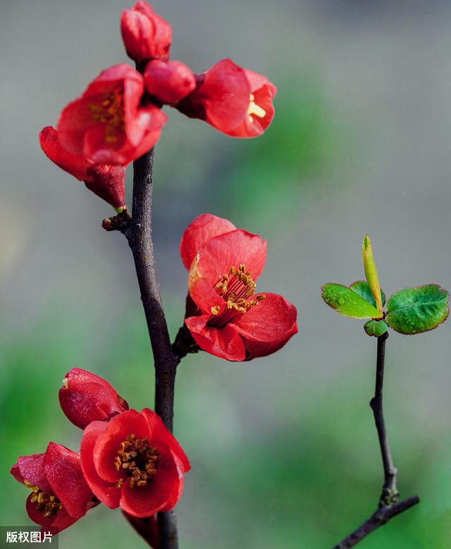 所有城市的市花分别是什么(值得收藏我国各市市花)(37)