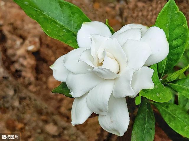 所有城市的市花分别是什么(值得收藏我国各市市花)(36)