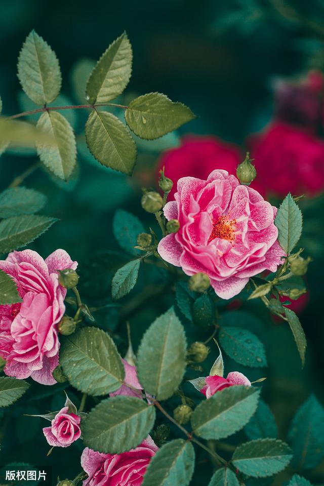 所有城市的市花分别是什么(值得收藏我国各市市花)(1)