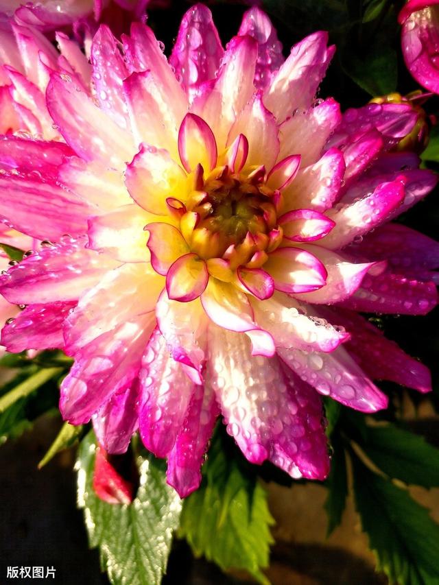 所有城市的市花分别是什么(值得收藏我国各市市花)(19)