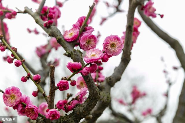 所有城市的市花分别是什么(值得收藏我国各市市花)(31)