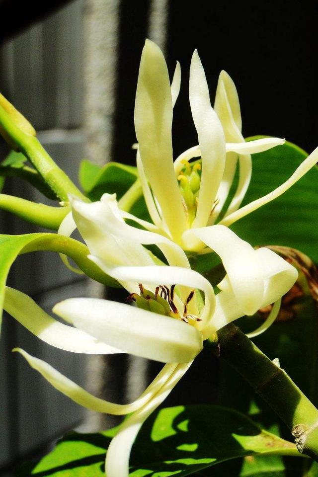 所有城市的市花分别是什么(值得收藏我国各市市花)(42)