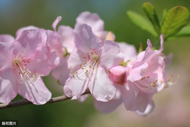 所有城市的市花分别是什么(值得收藏我国各市市花)(30)