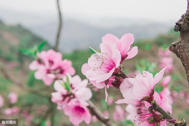 所有城市的市花分别是什么(值得收藏我国各市市花)(44)