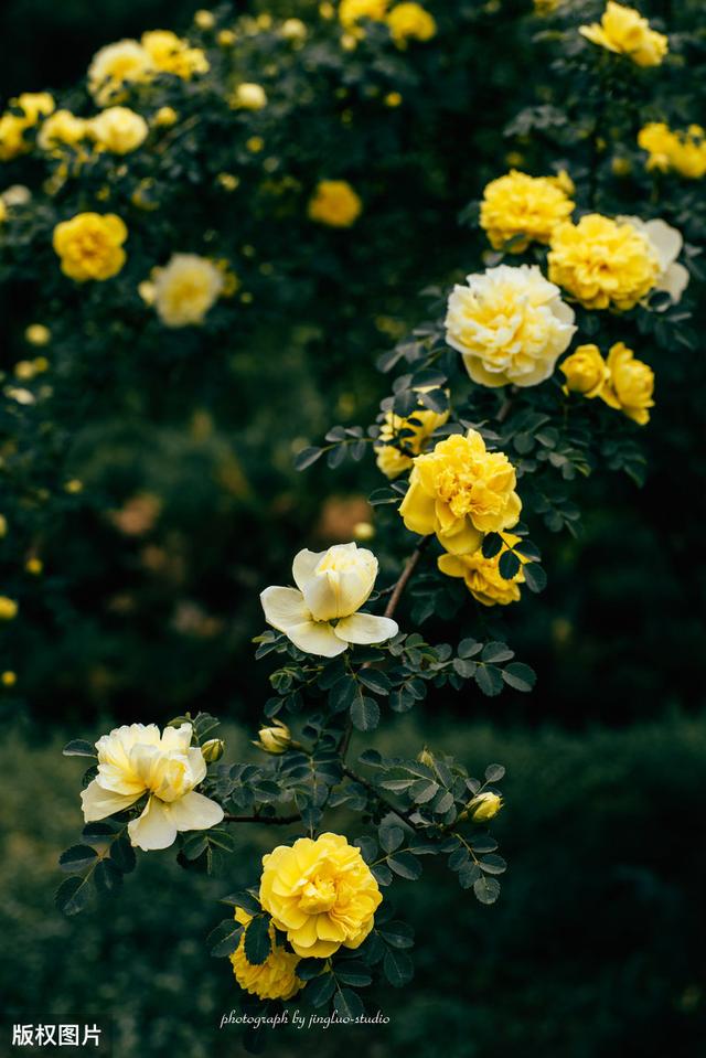 所有城市的市花分别是什么(值得收藏我国各市市花)(17)