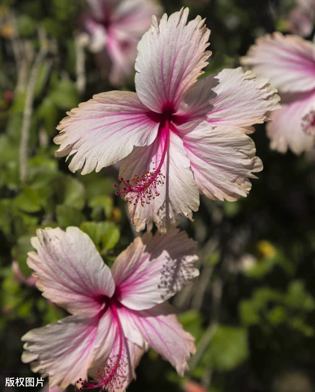 所有城市的市花分别是什么(值得收藏我国各市市花)(40)