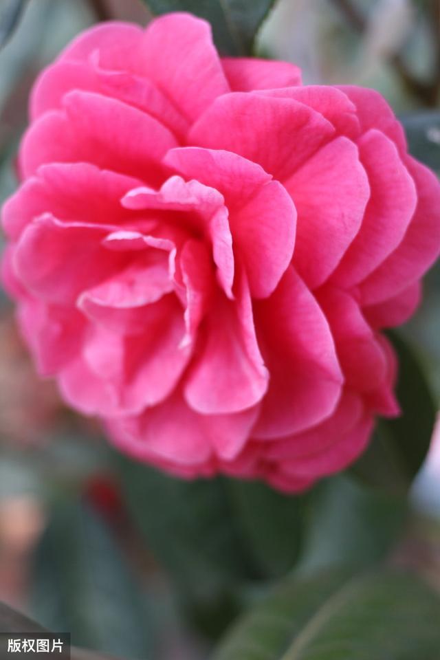 所有城市的市花分别是什么(值得收藏我国各市市花)(41)