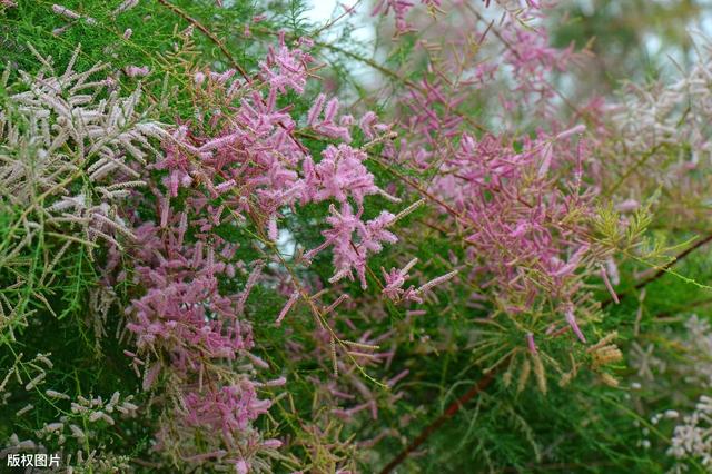 所有城市的市花分别是什么(值得收藏我国各市市花)(39)