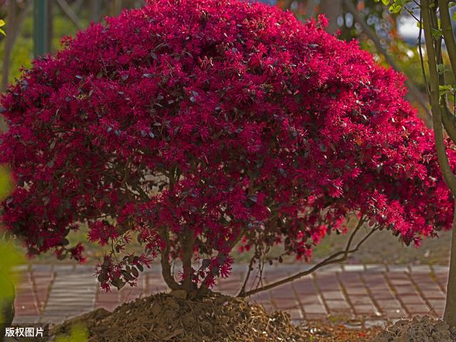 所有城市的市花分别是什么(值得收藏我国各市市花)(38)