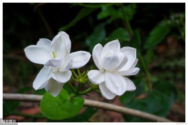 所有城市的市花分别是什么(值得收藏我国各市市花)(25)