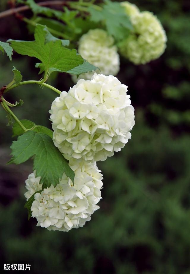 所有城市的市花分别是什么(值得收藏我国各市市花)(32)