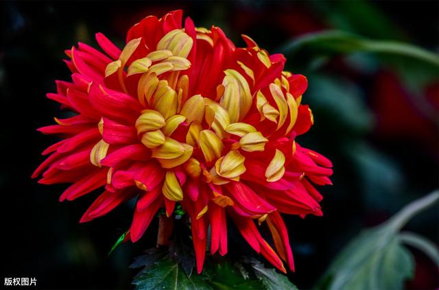 所有城市的市花分别是什么(值得收藏我国各市市花)(18)