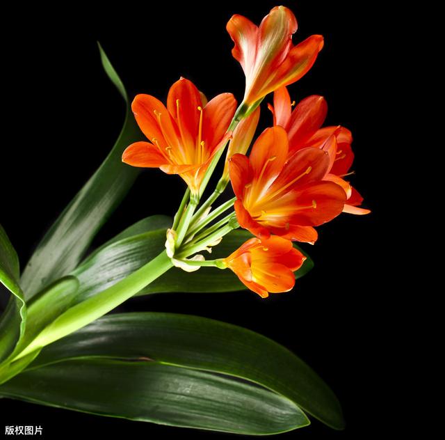 所有城市的市花分别是什么(值得收藏我国各市市花)(14)