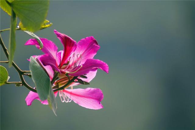 所有城市的市花分别是什么(值得收藏我国各市市花)(5)