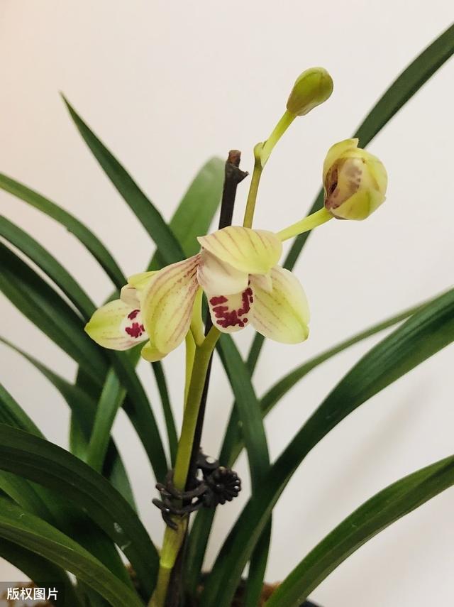 所有城市的市花分别是什么(值得收藏我国各市市花)(20)