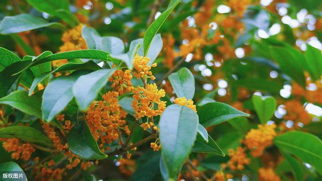 所有城市的市花分别是什么(值得收藏我国各市市花)(24)