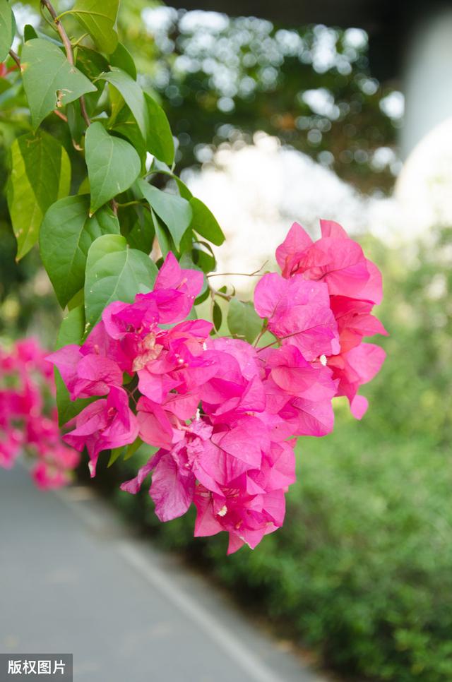 所有城市的市花分别是什么(值得收藏我国各市市花)(26)