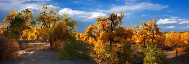 内蒙额济纳旗位置简介(真正的内蒙古阿拉善盟额济纳旗您了解多少)(1)